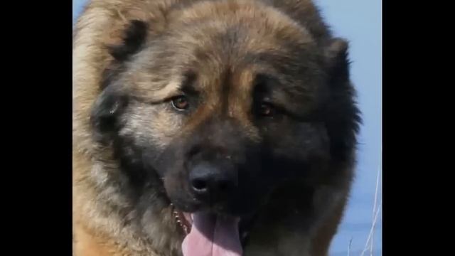 The Caucasian shepherd dog\Кавказская овчарка смотреть онлайн