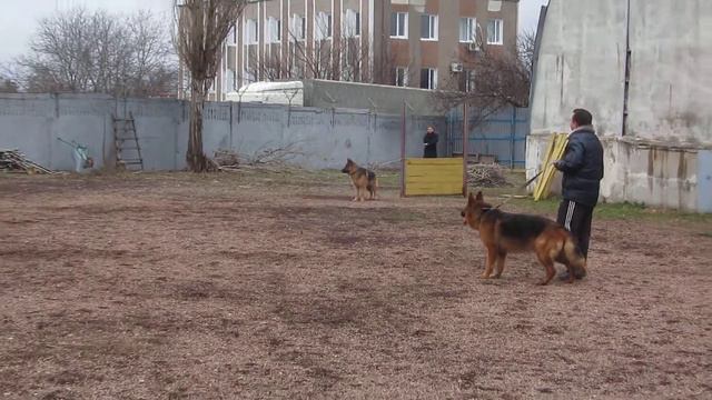 ЗКС смотреть онлайн
