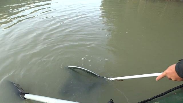 Рыбалка на реке Кубань 2021. Американский сом . Рыбалка в Анапе куда поехать ?