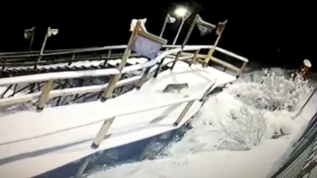 Не вероятно Волк И Волчица попали на видео камеру