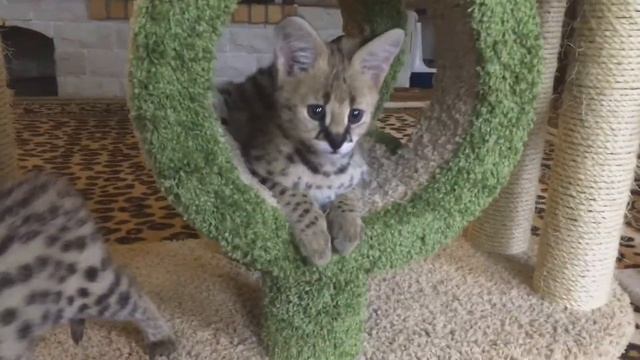 Котята Сервала из питомника SoulCats? смотреть онлайн