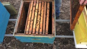 Как объединить безматочную семью ранней весной