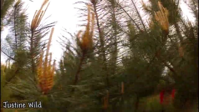 сбор сосновых шишек для варенья смотреть онлайн