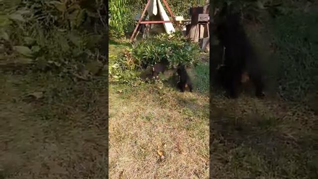 Щенки Ягдтерьера 0957424940 Игорь смотреть онлайн