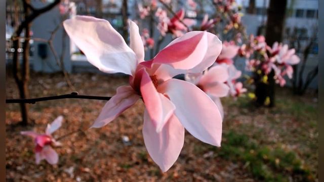 МАГНОЛИЯ (MAGNOLIA) сем. Магнолиевые смотреть онлайн