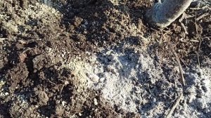 Подкормить черешню весной. Всё необходимое за один раз!!! Борофоска +жидкий азот!!!