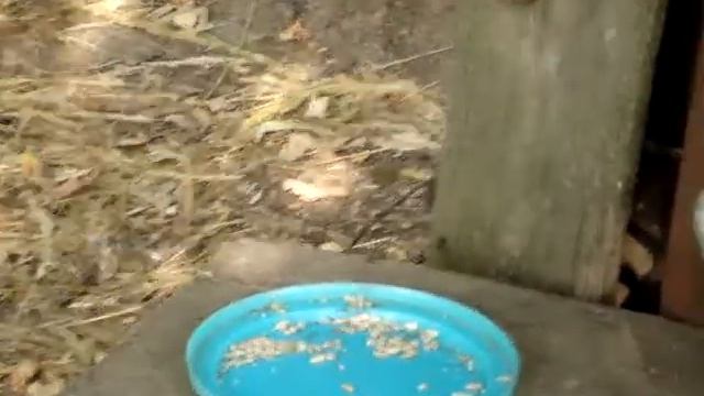 Птички на даче смотреть онлайн