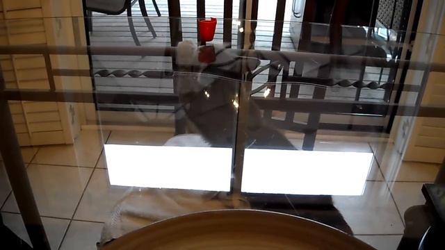 Cat Versus Glass Table смотреть онлайн