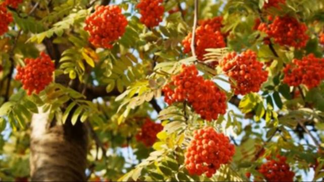 Способы защиты клубники от птиц смотреть онлайн