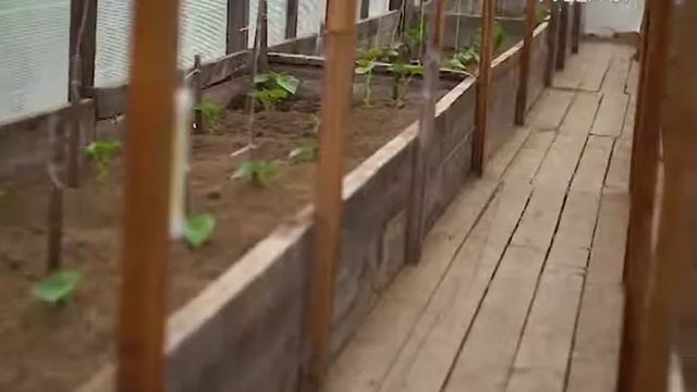 Амурские сопки: огород на камнях смотреть онлайн