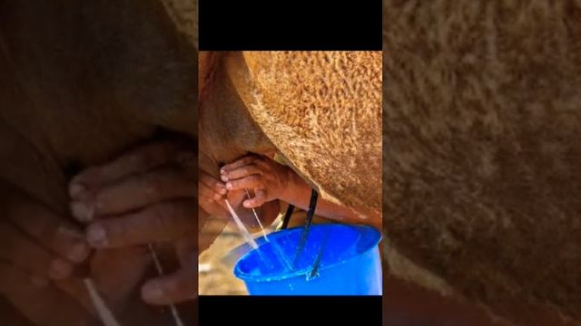 ЯКЕ МОЛОКО З ВЕРБЛЮДА? #shorts смотреть онлайн