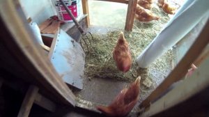 Утепление курятника на зиму