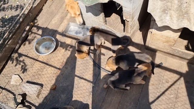 Продаются щенки русской гончей. смотреть онлайн