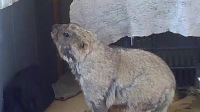 кот и сурок. будни смотреть онлайн