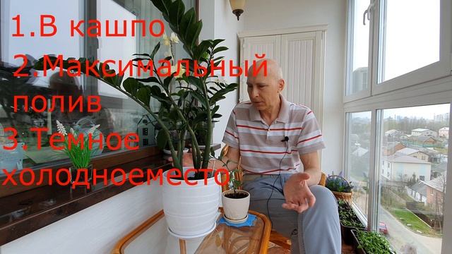 Как не убить замиокулькас, чтобы вырастить большое долларовое дерево смотреть онлайн