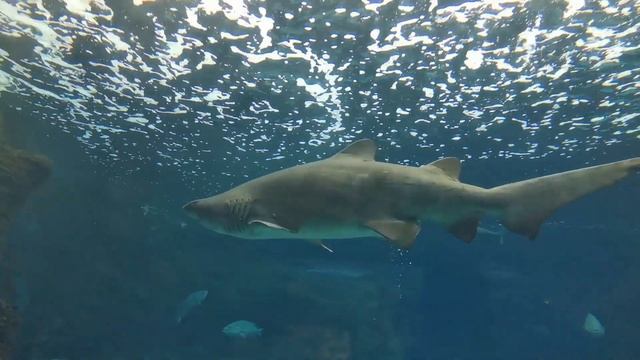 Крит. Остров с ласковым морем и богатой историей смотреть онлайн