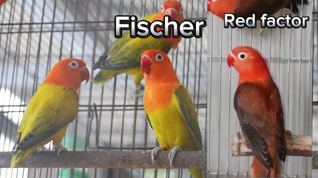 เลิฟเบิร์ด เยลโล่เฟส หัวเหลือง นกแก้วหัวเหลือง Yellow Face Lovebird смотреть онлайн