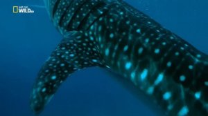 Дикая природа Филиппин 2 серия «Дикий рай» (документальный сериал, 2017)