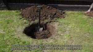 Пересадка пионов на другое место осенью