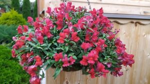 Ампельный львиный зев (Антирринум каскадный Кэнди Ред).