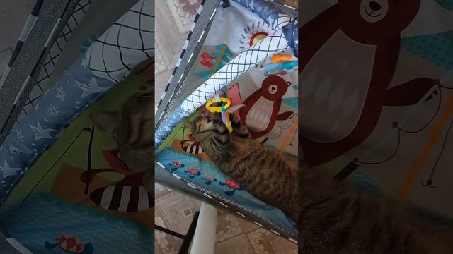 Морковкин и манеж смотреть онлайн