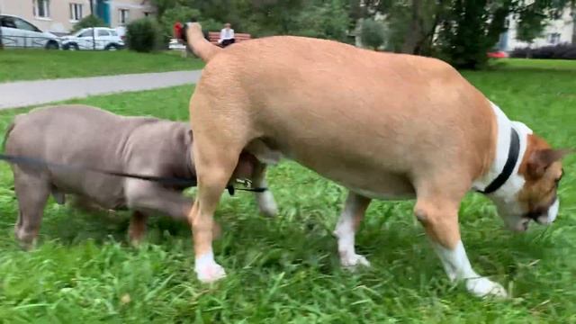 Американский булли 4 месяца и бультерьер Vardy смотреть онлайн