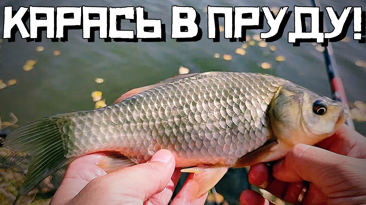 КАК ПОЙМАТЬ КАРАСЯ | Время, Снасть, Прикорм, Насадки смотреть онлайн