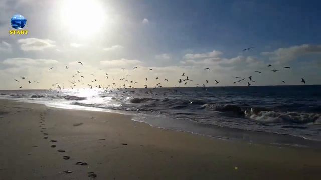 Amazing ! Seagulls found a lot of fish after the storm! смотреть онлайн