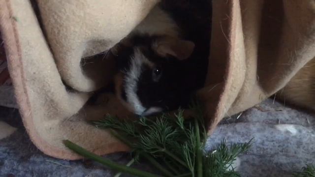 Лаванда и Розочка едят петрушку/Морские свинки едят петрушку/Жизнь четырёх поросят смотреть онлайн