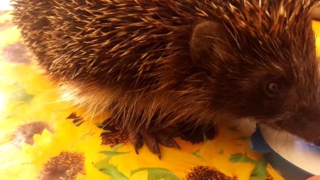 Это ежик, сам ты енот! смотреть онлайн
