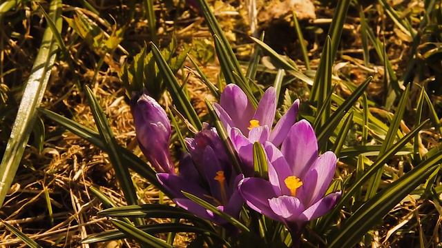 Эфемерность, гормоны растений и кража нектара смотреть онлайн