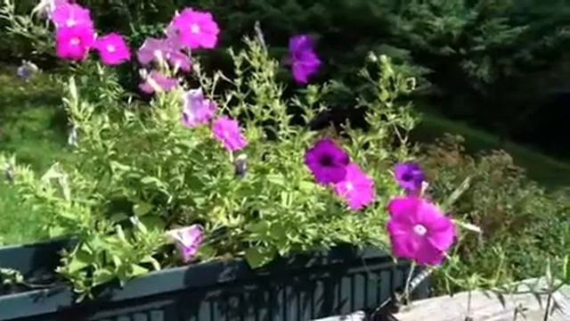 Petunias Flowers #low-maintenance #containergardening смотреть онлайн