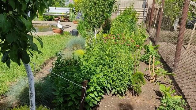 обзор моего сада в конце мая . смотреть онлайн