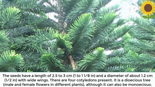 Araucaria Heterophylla | Norfolk pine ?? смотреть онлайн