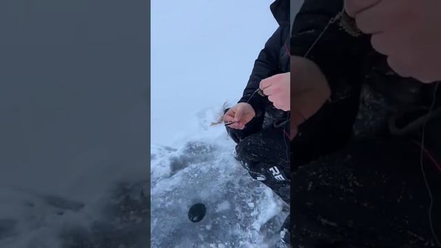 Ловля на балансир #рыбалка #окунь #сибирь смотреть онлайн