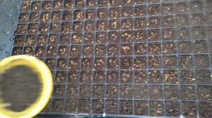 Сажаем укроп, петрушку и базилик на рассаду 2021