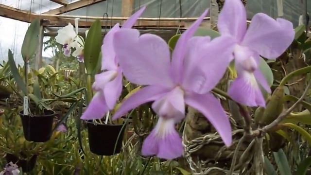 Cattleya Nobilior X Lc. Aloha Case