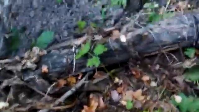 Извини, Рамзэс... смотреть онлайн