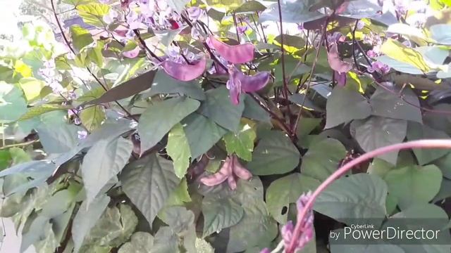 Прекрасный цветущий долихос лаб-лаб. смотреть онлайн