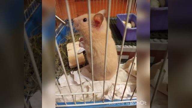 Хомяк не заметил где его семьки смотреть онлайн
