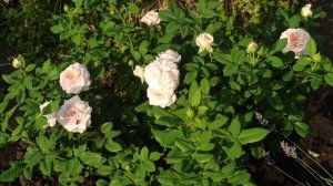 Роза Claire Rose шраб Девид Остин 1986г ?????130-150см, цветок 10-11, есть особенности выращивания?