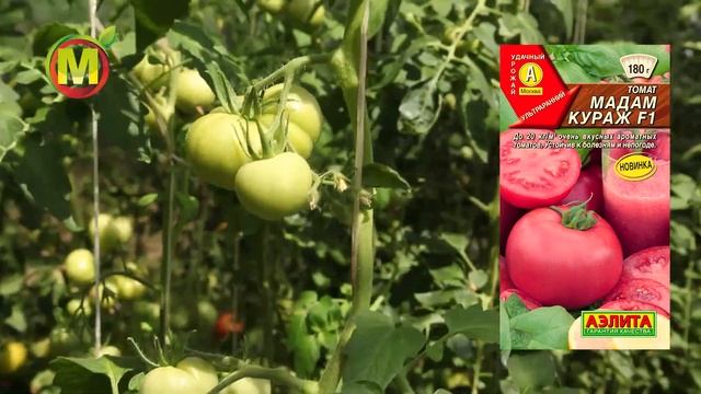 ? ВКУСНЫЙ и АРОМАТНЫЙ СОРТ ТОМАТА. Урожай 2021 смотреть онлайн