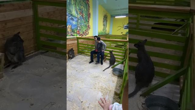 Контактный зоопрак в Актау смотреть онлайн