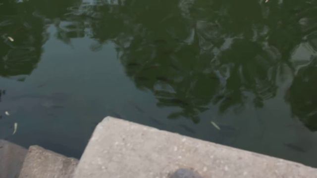 Сомы в Иордане в месте Ярденит ( ירדנית) Catfish Pout Jordan (Yardenit)