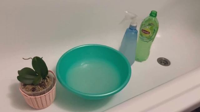 Как я обрабатываю орхидеи от клеща. 1 обработка: Дабл фейс. смотреть онлайн