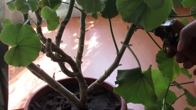 ОМОЛАЖИВАЕМ СТАРУЮ ГЕРАНЬ. ЧТО ДЕЛАТЬ СО СТАРОЙ ПЕЛАРГОНИЕЙ. смотреть онлайн