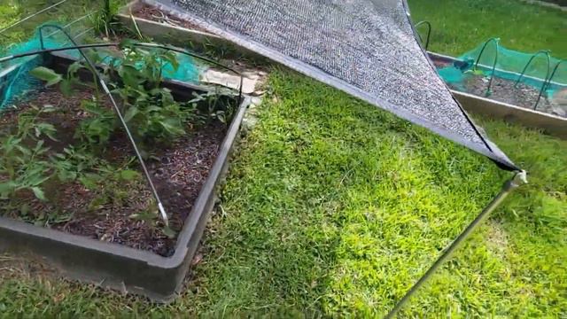 May '22 potager garden tour- a little more progress смотреть онлайн