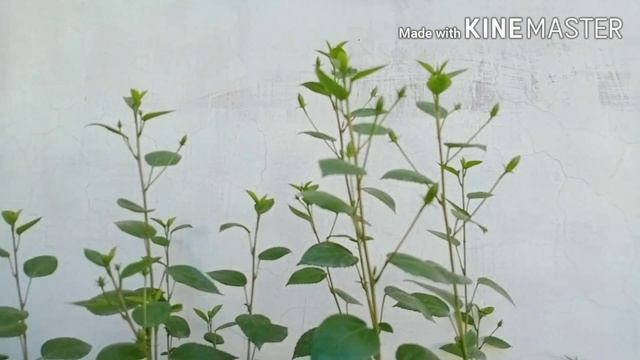 hibiscus buds falling? смотреть онлайн