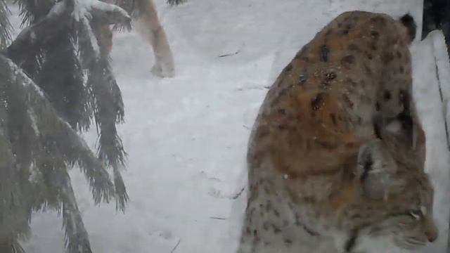 Челябинский зоопарк. Рыси Персей и Пятнышко смотреть онлайн