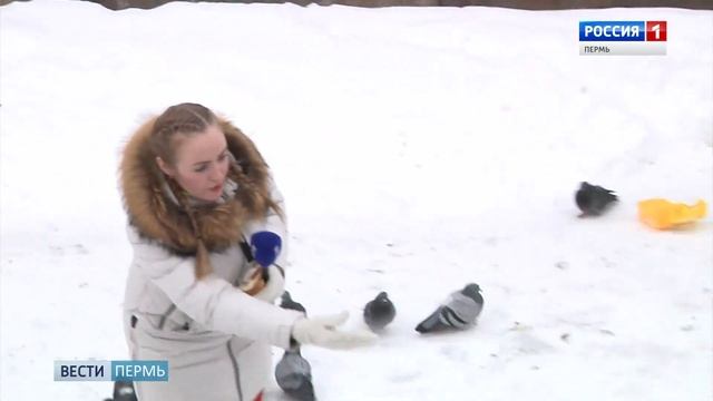 «Утиные истории»: почему пермские утки не улетели на юг и надо ли их спасать? смотреть онлайн